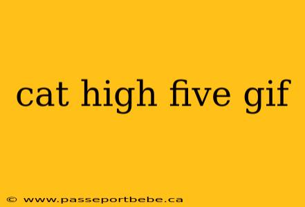 cat high five gif
