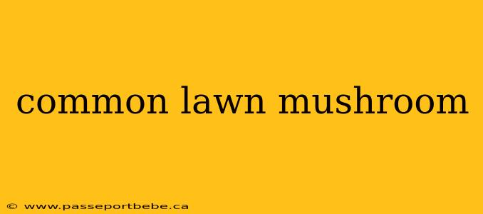 common lawn mushroom