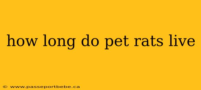 how long do pet rats live