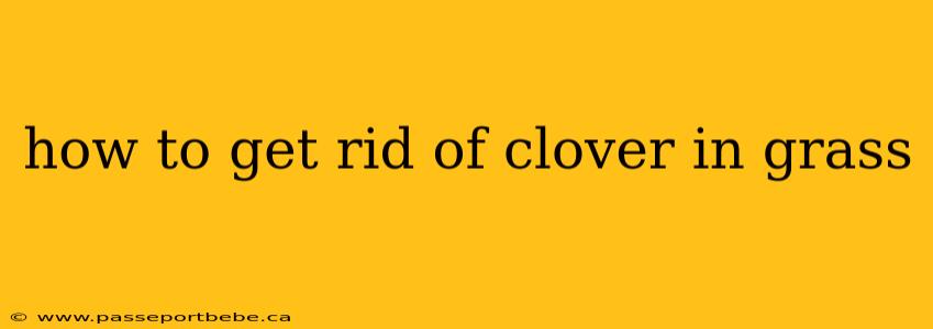 how to get rid of clover in grass