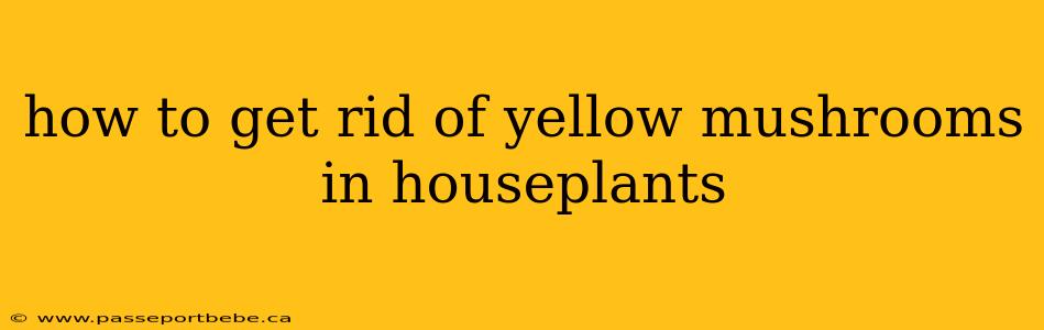 how to get rid of yellow mushrooms in houseplants