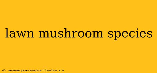 lawn mushroom species