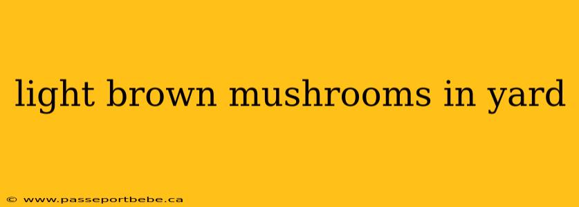 light brown mushrooms in yard