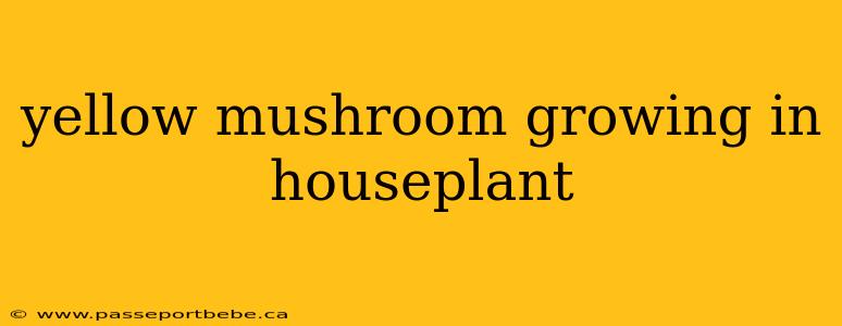 yellow mushroom growing in houseplant